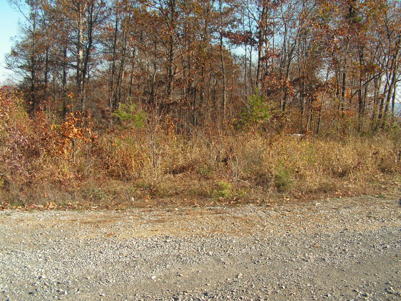 A new gravel road running across the foreground below a bank of brush and bare fall trees, with a low ridge beyond