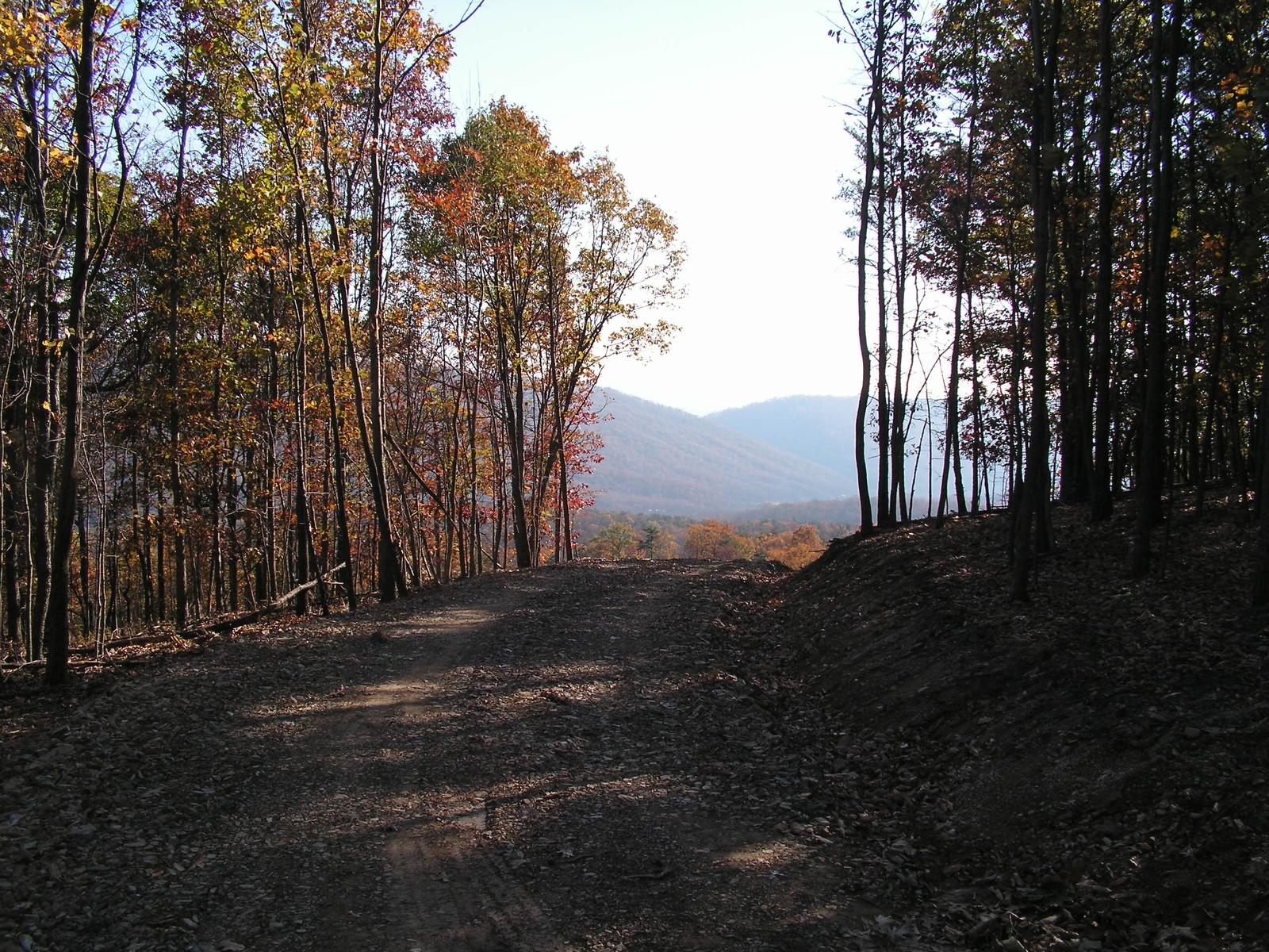 A cut road running along a hillside under thin fall trees, a mountain visible through the trunks