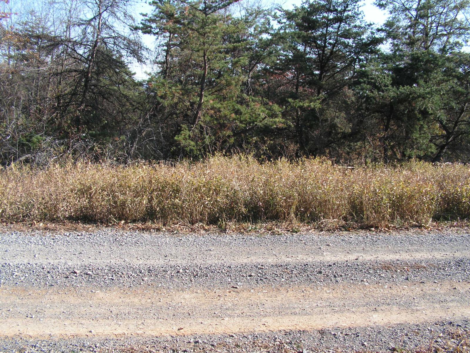 A gravel road curving past a bank of dry grass and evergreens, freshly broken stone along the edge of the grade