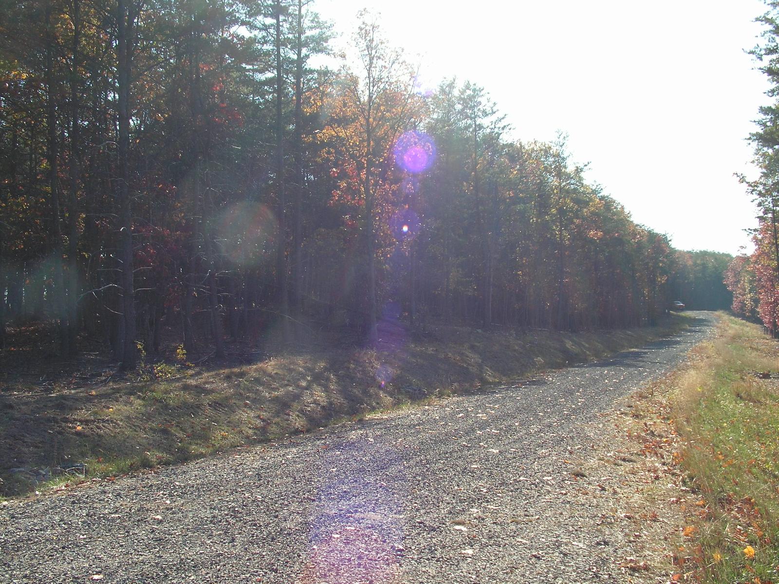 A gravel road climbing a wooded slope into low sun, flare across the frame and a grassed verge to one side