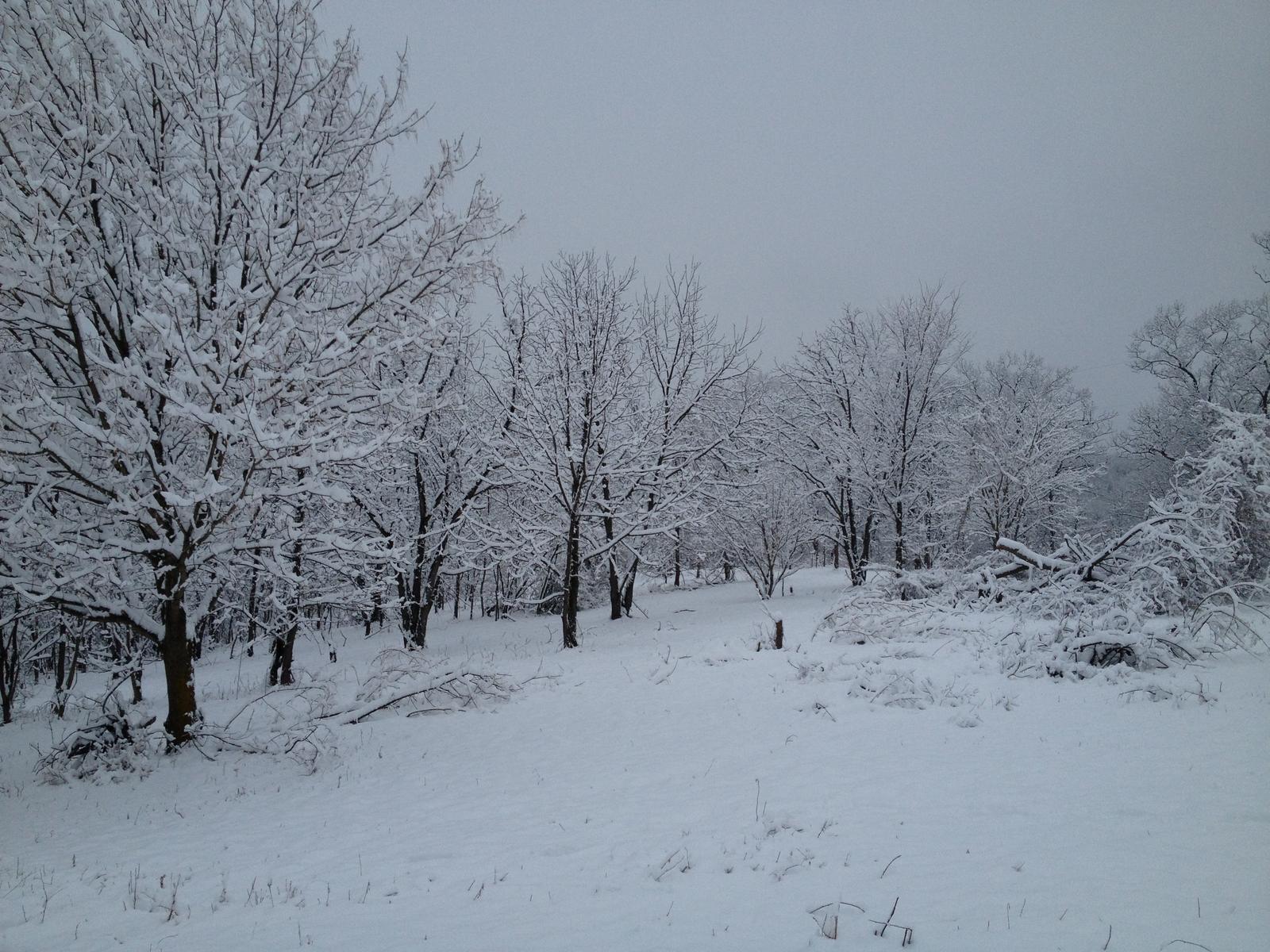 Snow-covered trees along the field edge, the ground rising away under a white sky