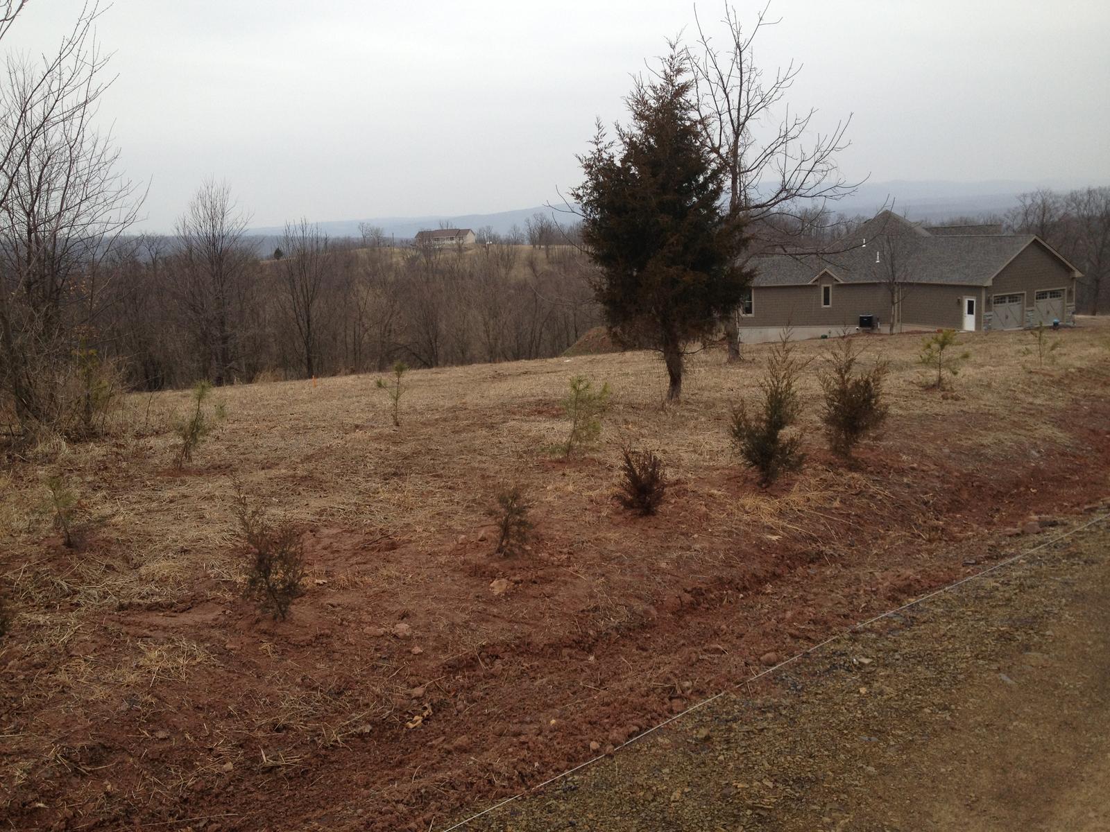 A young evergreen on the mown slope with the house sitting along the ridge behind it
