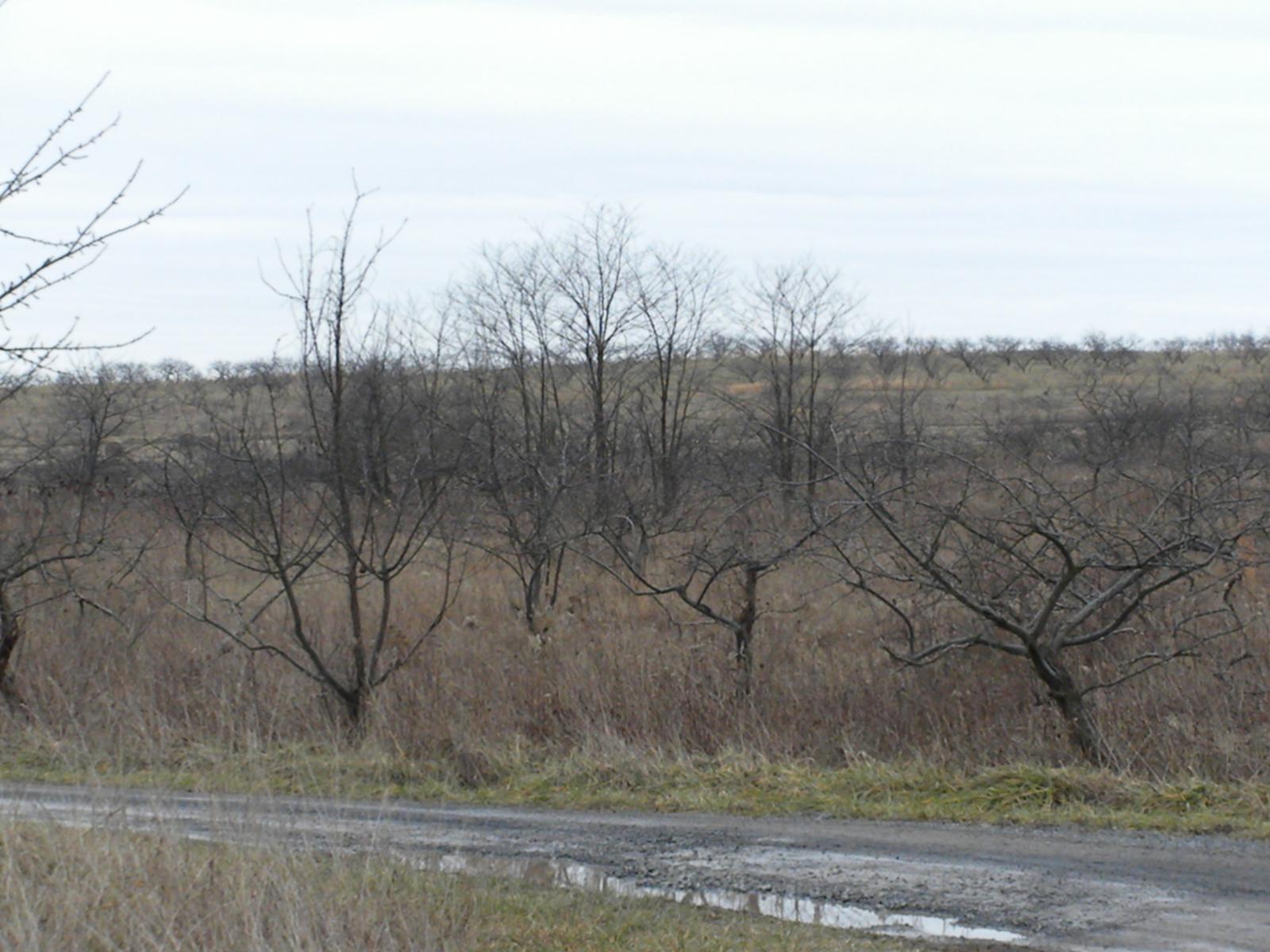 Rough pasture and scattered bare trees running down to a treeline under a flat gray sky