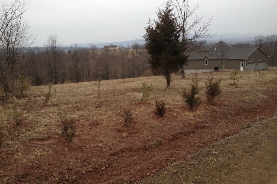 A young evergreen on the mown slope with the house sitting along the ridge behind it