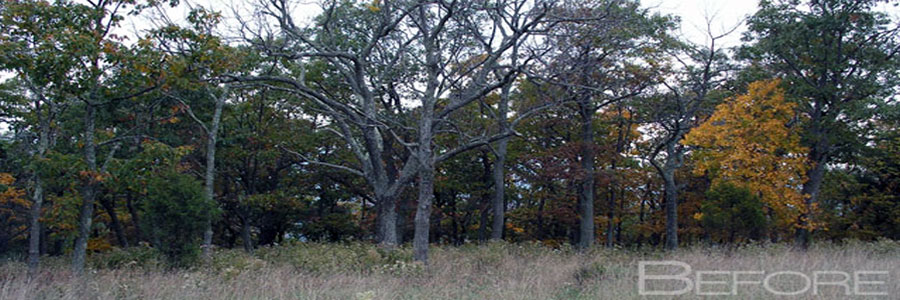 A wooded rise before clearing — thin hardwoods and rough grass, nothing visible through the trees