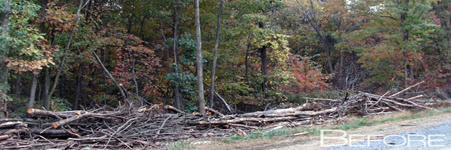 Felled trunks and brush piled in a long row along the edge of a road