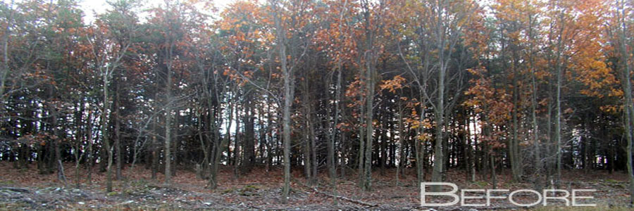 A close stand of hardwoods in fall, trunks packed tight with no clear ground between them
