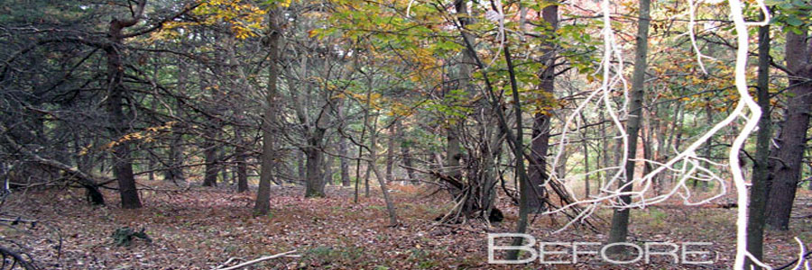 Dense woodland with standing timber and fallen deadfall across the ground